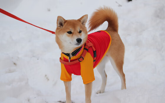 传奇车队的历史荣光，传奇车王晋级赛