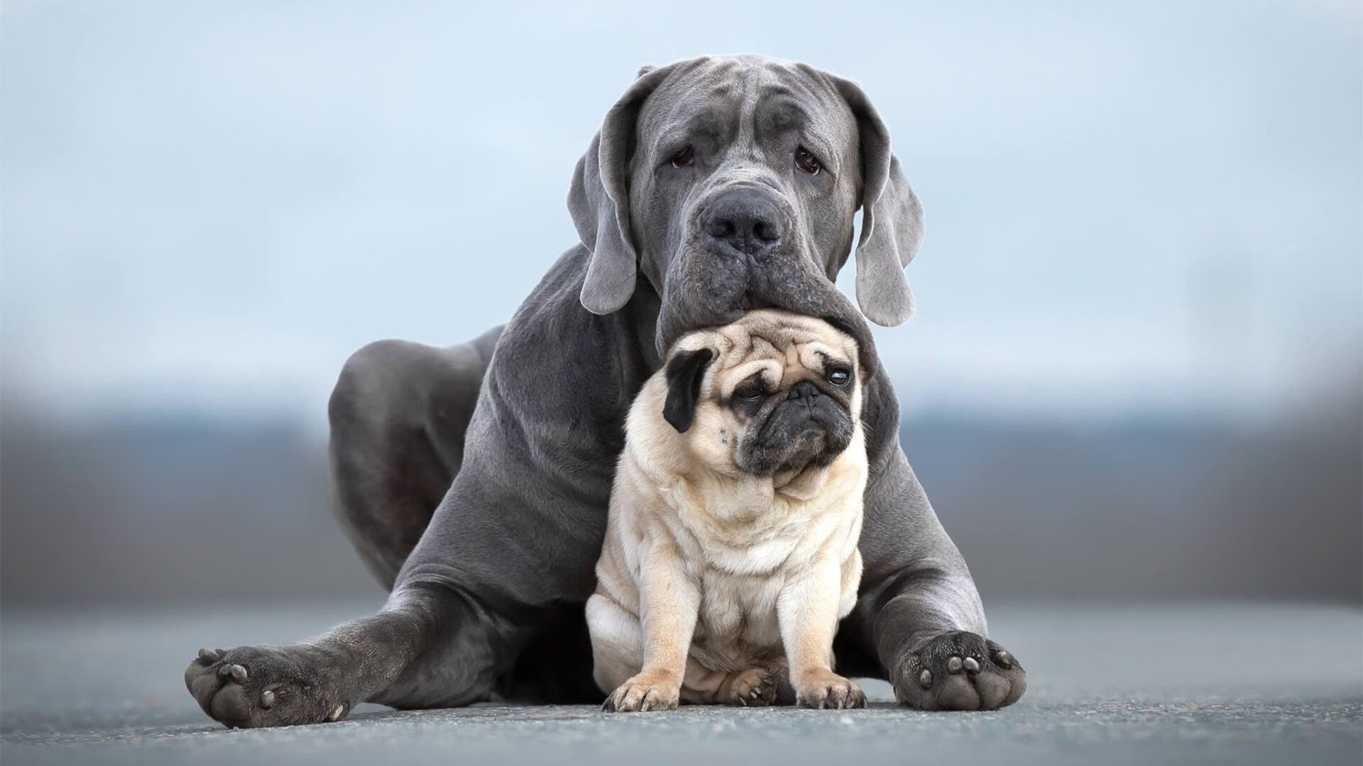 克罗地亚马术协会设立青少年马术奖学金，支持优秀学员发展。，克罗地亚 马耳他