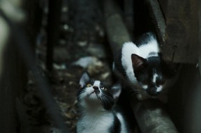 开云体育APP下载-意甲2-2，球员讲战术调整，意甲21ts