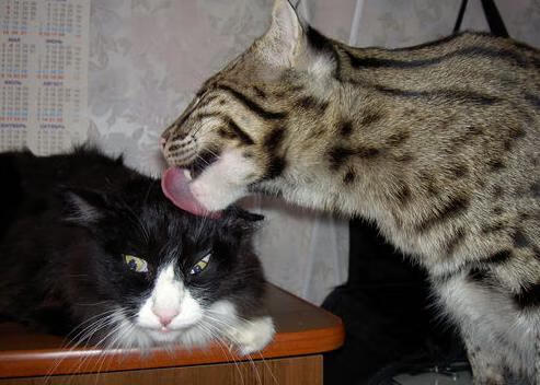 《关于体育促进铸牢中华民族共同体意识的指导意见》发布,推动体育事业发展