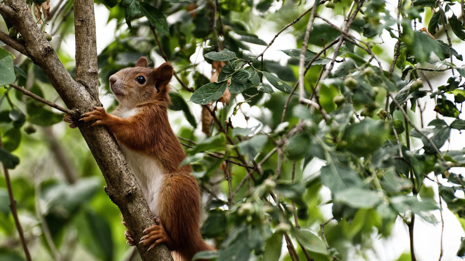 《虚拟偶像与电竞深度融合,跨界合作频繁》,虚拟偶像线下