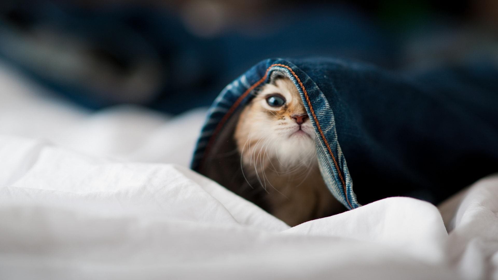 【虚拟现实带来的沉浸体验】未来棒球比赛或在虚拟空间进行!,未来棒球社区